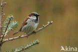 Huismus (Passer domesticus)