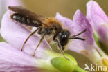 Andrena fulvata