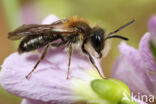 Andrena fulvata