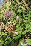 Bulbous Corydalis (Corydalis solida)