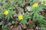 Gele anemoon (Anemone ranunculoides)