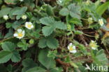 Aardbeiganzerik (Potentilla sterilis)