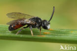 Gewone dwergbloedbij (Sphecodes miniatus)