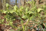 Stinkend nieskruid (Helleborus foetidus)