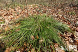 IJle bermzegge (Carex divulsa divulsa)