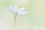 Chickweed Wintergreen (Trientalis europaea)