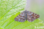 Common Heath (Ematurga atomaria)