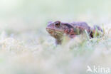 Gewone pad (Bufo bufo)