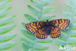 Bosparelmoervlinder (Melitaea athalia)