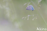 Mazarine Blue (Polyommatus semiargus)