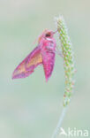 Small Elephant Hawk-moth (Deilephila porcellus)