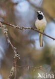 Witte Kwikstaart (Motacilla alba)