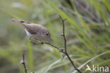 Bergfluiter (Phylloscopus bonelli)