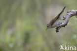 Bergfluiter (Phylloscopus bonelli)