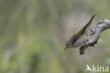 Bergfluiter (Phylloscopus bonelli)