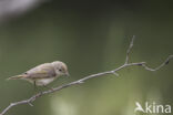 Bergfluiter (Phylloscopus bonelli)