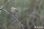 Firecrest (Regulus ignicapillus)