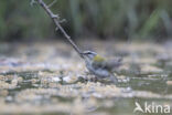 Vuurgoudhaantje (Regulus ignicapillus)