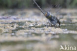 Firecrest (Regulus ignicapillus)