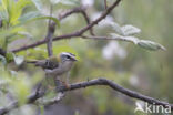 Vuurgoudhaantje (Regulus ignicapillus)