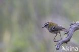 Firecrest (Regulus ignicapillus)