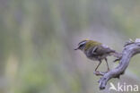 Vuurgoudhaantje (Regulus ignicapillus)