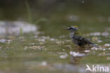 Firecrest (Regulus ignicapillus)