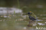 Firecrest (Regulus ignicapillus)