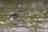 Firecrest (Regulus ignicapillus)