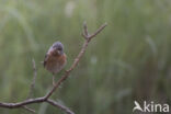 Baardgrasmus (Sylvia cantillans)