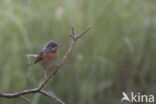 Baardgrasmus (Sylvia cantillans)