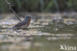 Subalpine Warbler (Sylvia cantillans)