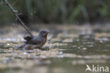 Subalpine Warbler (Sylvia cantillans)