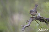 Baardgrasmus (Sylvia cantillans)