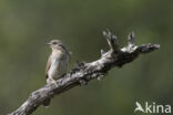 Eurasian Wryneck (Jynx torquilla)