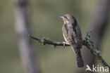 Eurasian Wryneck (Jynx torquilla)