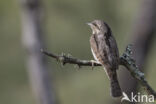 Eurasian Wryneck (Jynx torquilla)