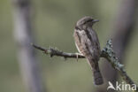 Eurasian Wryneck (Jynx torquilla)