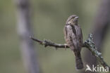 Eurasian Wryneck (Jynx torquilla)