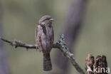 Draaihals (Jynx torquilla)