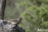 Eurasian Wryneck (Jynx torquilla)