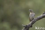 Eurasian Wryneck (Jynx torquilla)