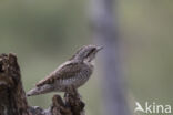 Eurasian Wryneck (Jynx torquilla)