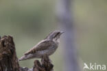 Eurasian Wryneck (Jynx torquilla)