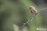 Kneu (Carduelis cannabina)