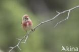 Kneu (Carduelis cannabina)