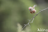 Kneu (Carduelis cannabina)