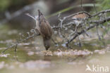 Kneu (Carduelis cannabina)