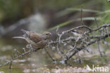 Kneu (Carduelis cannabina)