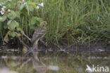 Europese Kanarie (Serinus serinus)